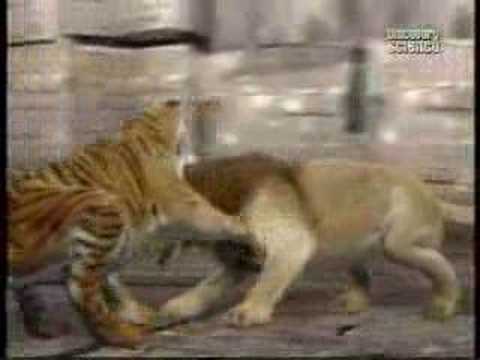 Animal face off