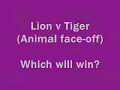 Lion vs Tiger (animal face off)