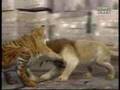 Lion vs Tiger (animal face off)