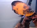 Fishtank Update