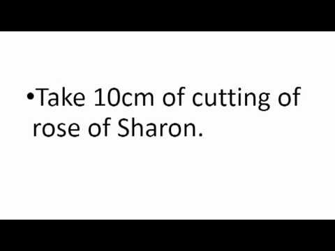 how to transplant rose of sharon