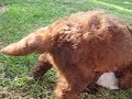 Dogbook Movie: MYLO MAGIC