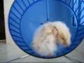 videos de Filimona