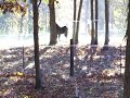 Clydesdale Filly and Haflinger Horse At Play