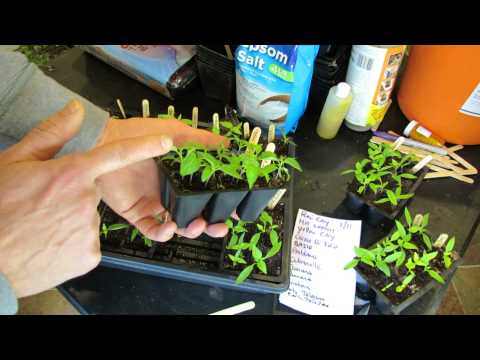 how to transplant seedlings after germination