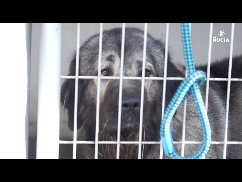 El Ayuntamiento realiza obras de mejora en el Refugio de Animales