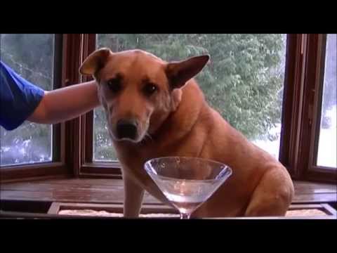 how to properly feed your dog