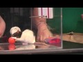 Rats playing basketball (championship game)