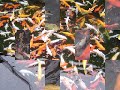 Koi ~ ( koi fish ! ) Koi ~ ( koi fish ! )