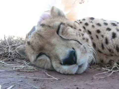 Watch 'Cheetah Purring'