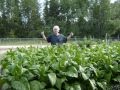 Why raise your own tobacco?