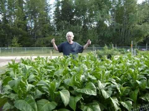 how to harvest tobacco seeds
