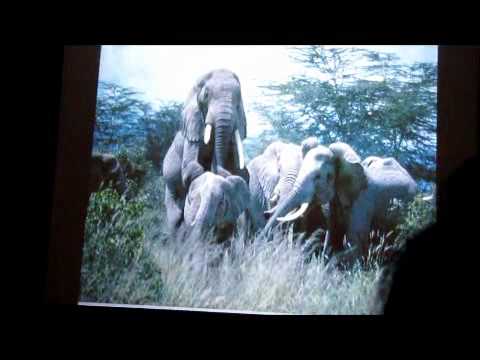 ELEPHANT