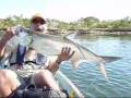 videos de Tarpon fishing -- The Joey Flats show-1/1/09