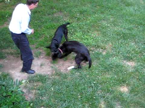 black labs running