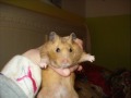 My 6 Wonderfull Pets!!! My 6 Wonderfull Pets!!!