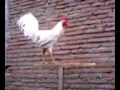 Ayam ketawa dangdut kristal