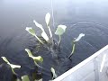 Dettmers Diving no Pantanal.