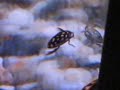 Water bug swimming