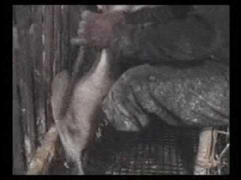 Foie Gras Protest