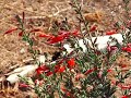 California fuchsia California fuchsia