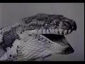 Python swallowing rat Python swallowing rat