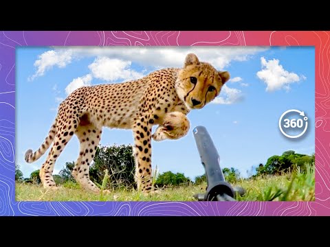 Cheetahs Stalk and Destroy 360 Camera | Wildlife in 360 VR - YouTube