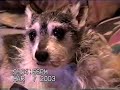 Duppy!  12 yr Old Dog Singing