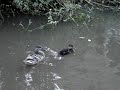duckling
