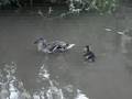 duckling