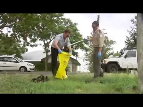 how to fertilize australian native plants