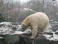 Knut und der Schnee