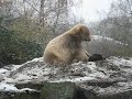 Knut und der Schnee