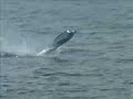 Costalegre Fishing - Fighting A Marlin in Melaque Mexico