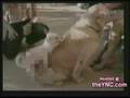 How To Treat CED (Canine Erectile Dysfunction)