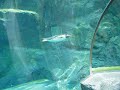 Swimming gentoo penguin @ Asahiyama Zoo