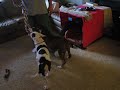 magnum and sweetie with the pull rope