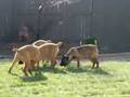 Cane Corso Puppies Tug O' War