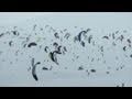 Guarda video
