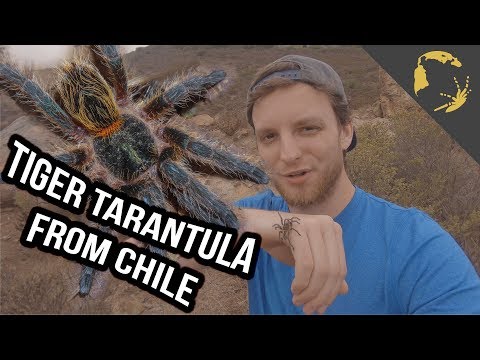 YouTube reptile video
