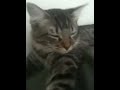 Buttercup Attacks!