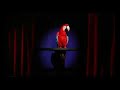 Parrot Miming Konichiwa Bitches by Robyn