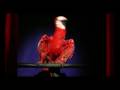 Parrot Miming Konichiwa Bitches by Robyn