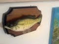 singender-fisch.html