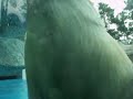 Icebear does a trick / salto in the water