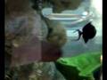 fish following xav