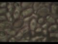 Microteleproyector - Hongo en tomate