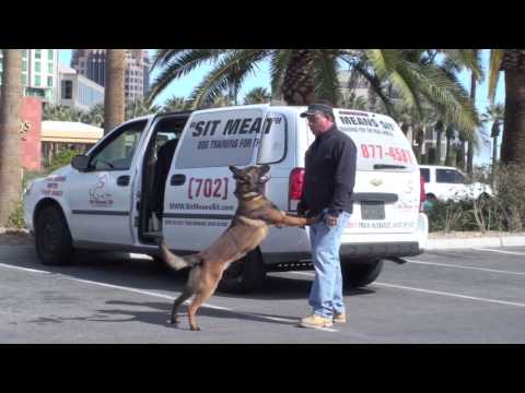 K9 - K9 dog training of a Police dog demonstration of a dog taken in and out of commands very, very quickly. http://www.sitmeanssit.com/police/k9/school Fred Hass...