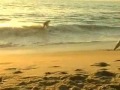 SKIM WEST