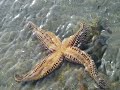 Seastar Acrobatics